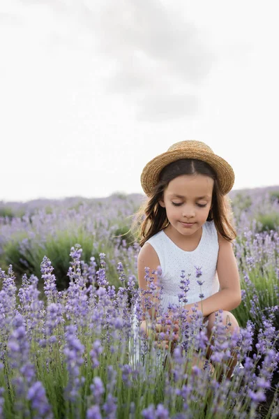 Child in straw hat and white dress sitting in field with flowering lavender — Stock Photo