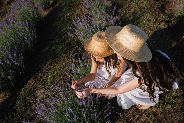 High angle view of mother and daughter in straw hats near lavender in field - foto de stock
