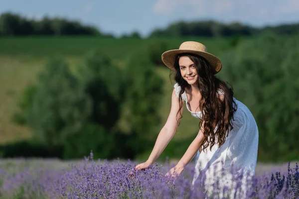 Cheerful woman in straw hat touching lavender flowers in field and looking at camera — Photo de stock