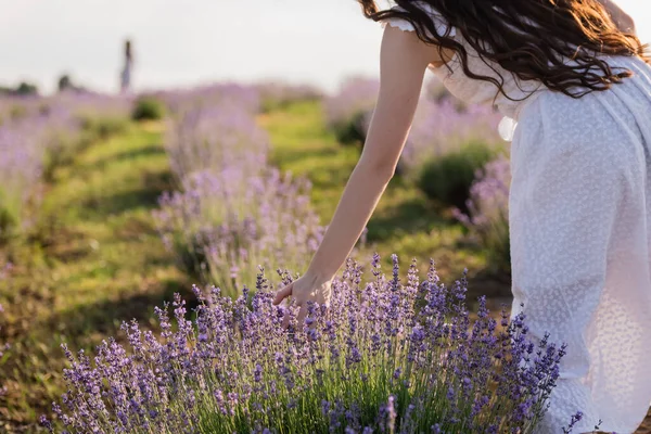 Cropped view of woman touching blossoming lavender in meadow — Foto stock