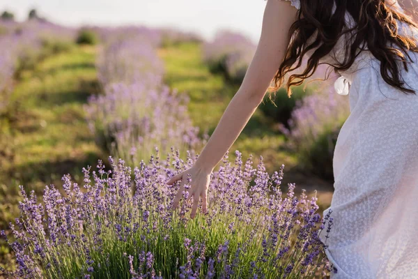 Partial view of woman in white dress touching lavender blooming in field — Stock Photo