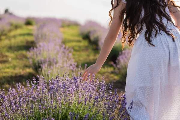 Cropped view of woman in white dress near lavender in field — Stock Photo