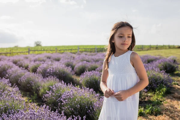 Brunette girl with long hair and in white dress standing in blossoming lavender field — Photo de stock
