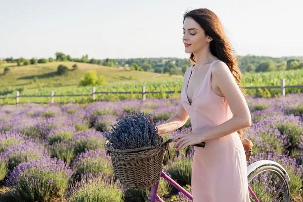 Pretty woman with bicycle and lavender flowers in wicker basket walking in field — Foto stock