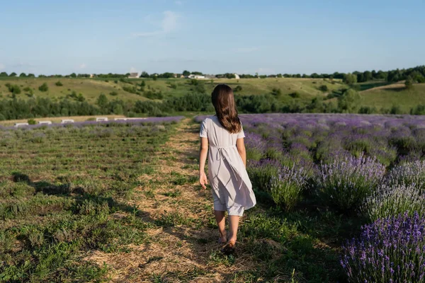 Back view of brunette girl in summer dress walking in field with flowering lavender — Photo de stock
