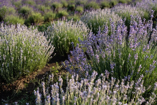 Summer field with blooming lavender flowers - foto de stock
