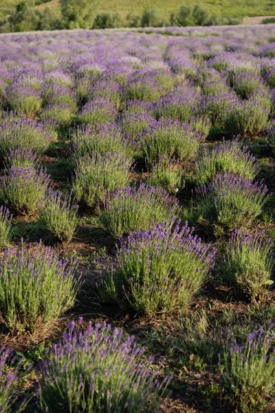Meadow with booming lavender on summer day — Fotografia de Stock