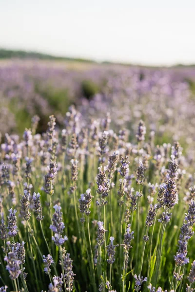 Close up view of lavender flowers blooming in summer meadow - foto de stock