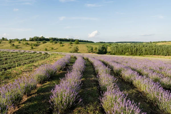 Lavender bushes blooming in meadow in summer — Stockfoto
