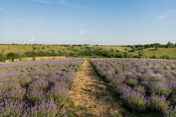 Rows of flowering lavender bushes in field under blue sky — Photo de stock