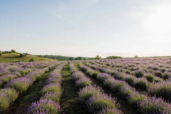 Field with flowering lavender in countryside — Photo de stock