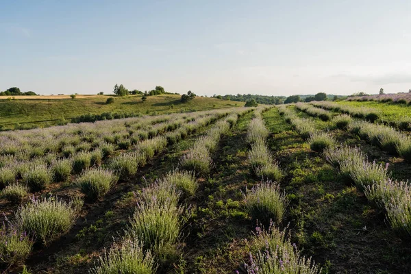 Rows of lavender bushes on farmland — Photo de stock