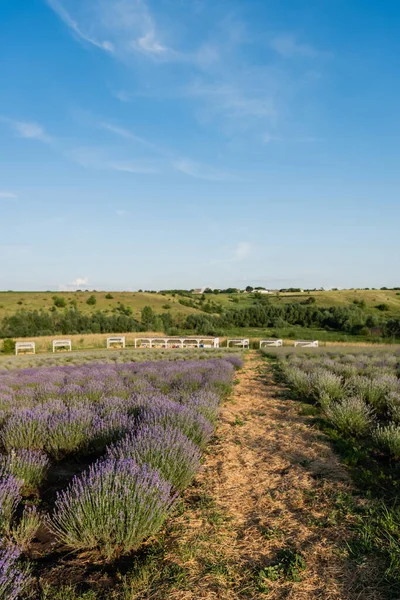 Rows of flowering lavender on farmland in plant nursery — Fotografia de Stock