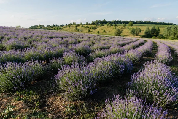 Purple lavender flowers blooming on summer day - foto de stock