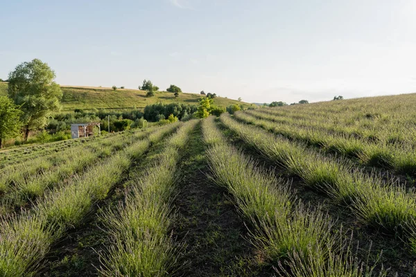 Rows of green plants in meadow under clear sky — Foto stock