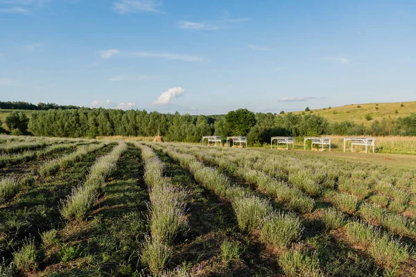 Rows of green bushes on farmland under blue sky — Stock Photo