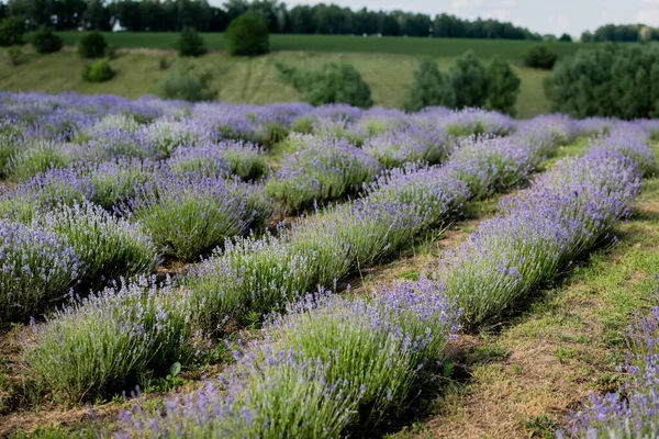 Lavender bushes blooming in meadow in summer — Stockfoto