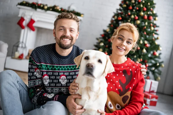 Усміхнена пара в новорічних светрах обіймає лабрадора вдома — стокове фото