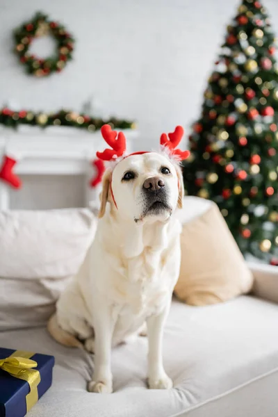 Labrador with christmas headband sitting near present on couch — Stock Photo