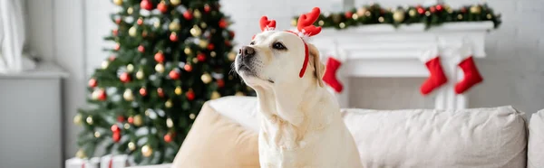 Labrador with christmas headband sitting on couch at home, banner — Stock Photo