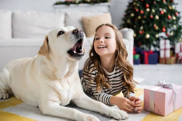 Весела дівчина дивиться на собаку-лабрадора біля новорічного подарунка на підлозі вдома — стокове фото