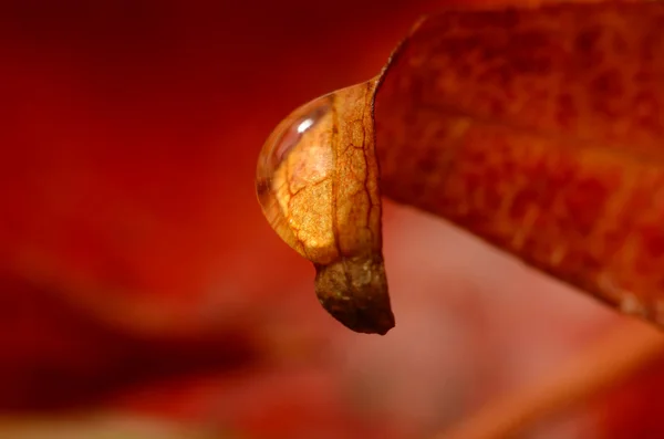 Foglia rossa con una goccia d'acqua Foto Stock