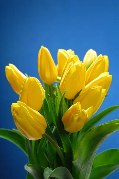 Tulip — Stock Photo, Image