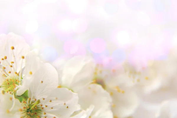 Background with flowers — Stock Photo, Image