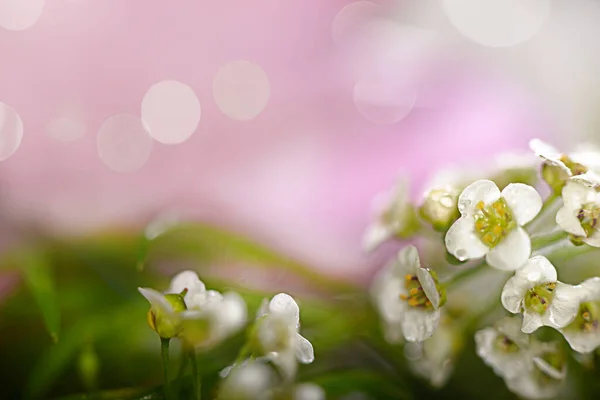 Teppich Mit Kleinen Blumen Verschiedenen Farben — Stockfoto