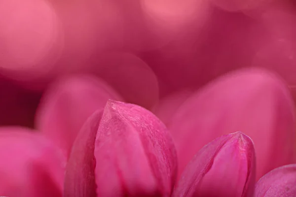 Röda Dahlia Blommor Närbild — Stockfoto