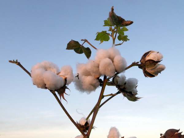 Cotton flower fields