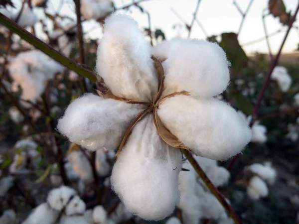 綿の花のフィールド ストック写真