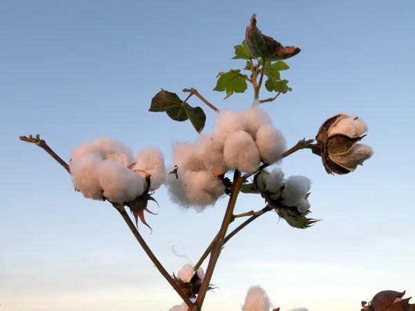 綿の花のフィールド ロイヤリティフリーのストック写真