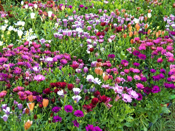Campo de flores da margarida — Fotografia de Stock