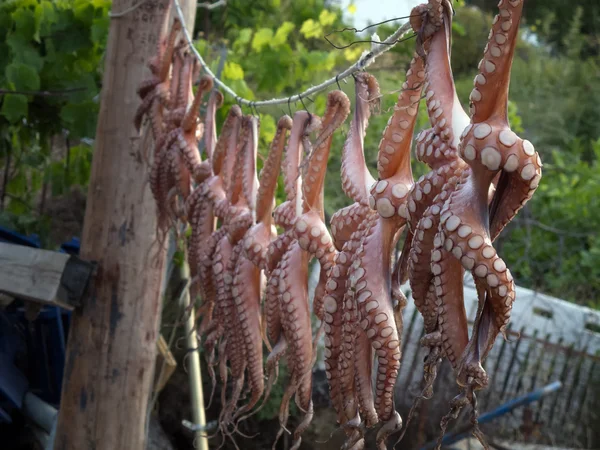 Sun Dried octopus — Stock Photo, Image