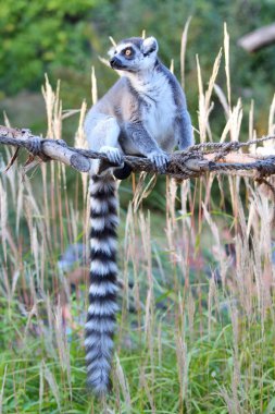 Halka Kuyruklu Lemur