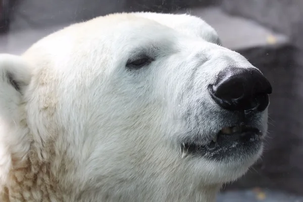 Polar Bear head — Stock Photo, Image