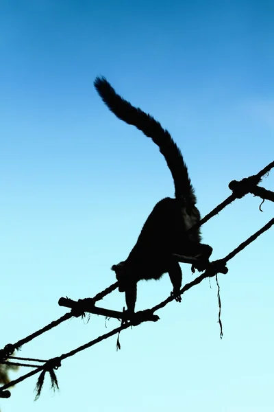 Lemur silhouette — Stock Photo, Image