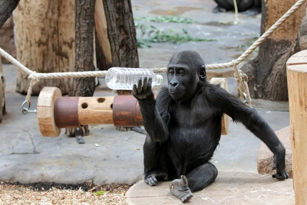 Young gorilla with plastic bottle