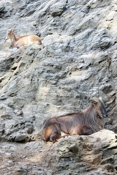 Himalayan tahr — Stock Photo, Image