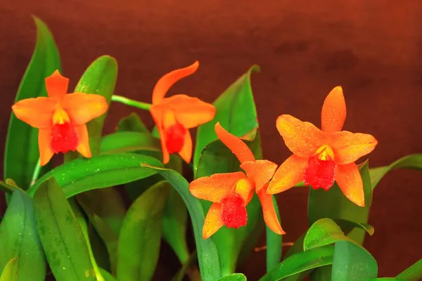 Orange orchid flower — Stock Photo, Image