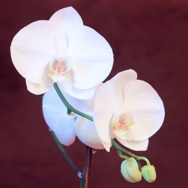 Beyaz Orkide çiçek