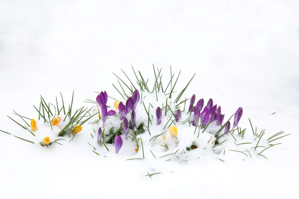 Krokus bloemen in de sneeuw Rechtenvrije Stockafbeeldingen