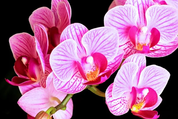 Pink flowers — Stock Photo, Image