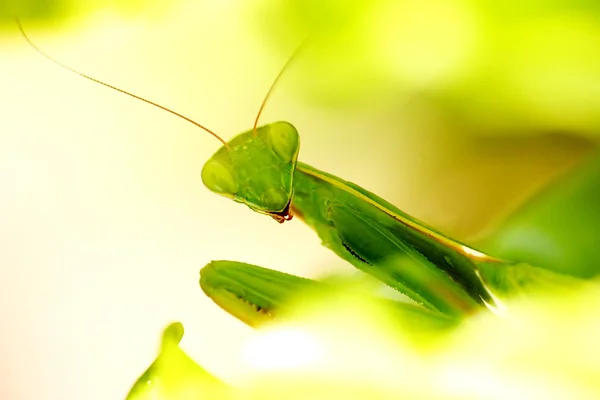 Mantis orante — Foto de Stock