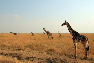 Maasai Giraffes clipart