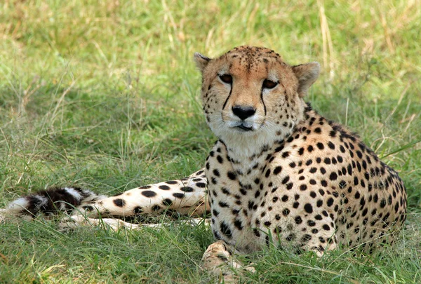 Cheetah — Stock Photo, Image