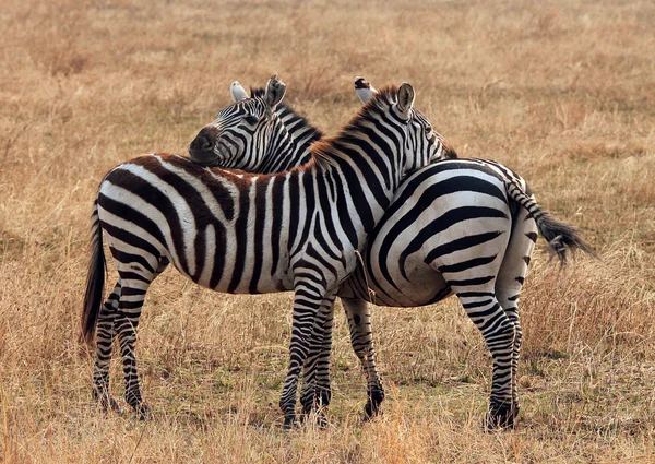 Pianure Zebra Coppia — Foto Stock