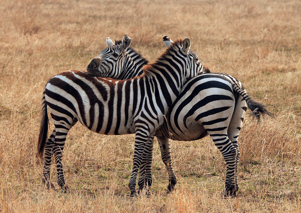 Plains Zebra (Equus Quagga) Couple, Moremi Ngorongoro Crater, Tanzania