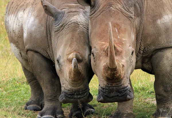 White Rhino Couple — Stock Photo, Image